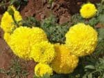 Tagetes erecta - Fleurs