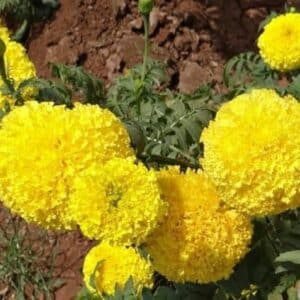 Tagetes erecta - Fleurs