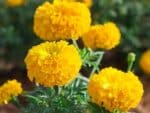 Tagetes erecta - Vue generale