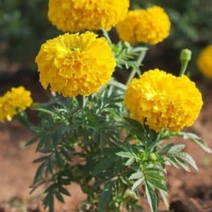 Tagetes erecta - Vue generale