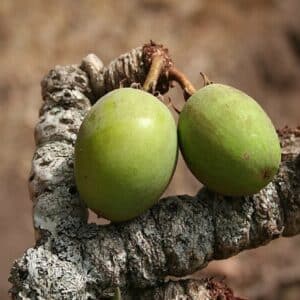 Fruits de Vitellaria paradoxa, fruits de l'arbre à beurre, noix de karité, graines de karité