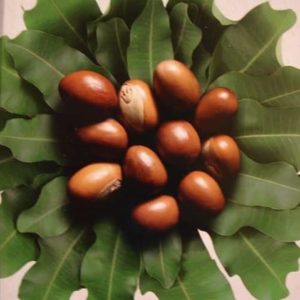 Vitellaria paradoxa - Noix et feuilles