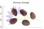Graines de Murraya koenigii