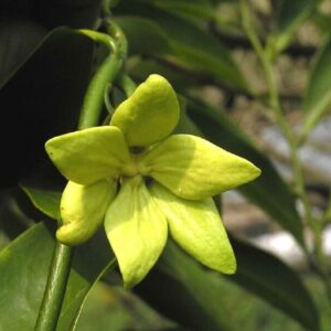 Artabotrys hexapetalus - Détails d'une fleur