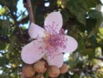 Bixa orellana - Détails d'une fleur