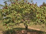 Graines de Bixa orellana, graines de Roucou