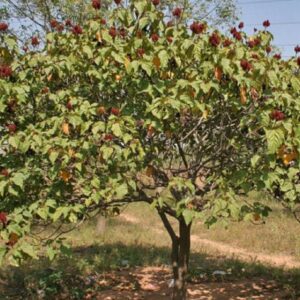 Graines de Bixa orellana, graines de Roucou