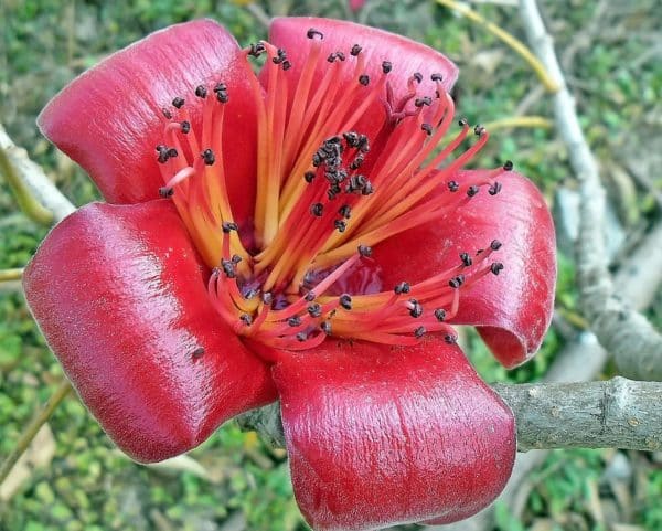 Bombax ceiba - Détails d'une fleur