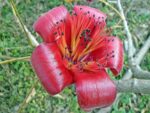 Bombax ceiba - Détails d'une fleur