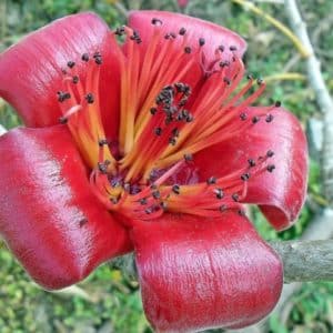 Bombax ceiba - Détails d'une fleur