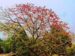 Bombax ceiba - Vue générale