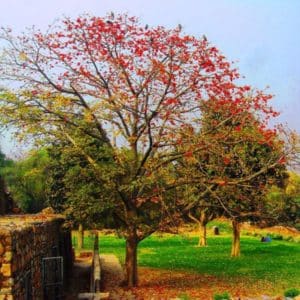 Bombax ceiba - Vue générale