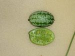 Melothria scabra - Coupe d'un fruit