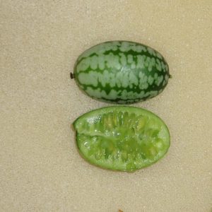 Melothria scabra - Coupe d'un fruit