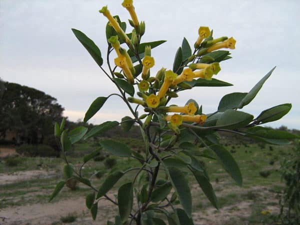 Nicotiana glauca - Feuilles et fleurs