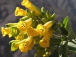 Nicotiana glauca - Floraison