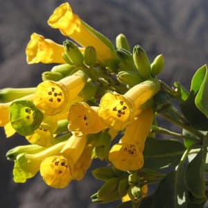 Nicotiana glauca - Floraison