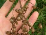 Nicotiana glauca - Infrutescence