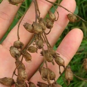 Nicotiana glauca - Infrutescence