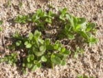 Nicotiana glauca - Jeunes pousses