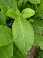 Nicotiana sylvestris - Détails d'une feuille