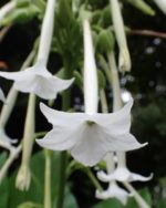 Nicotiana sylvestris - Details d'une fleur