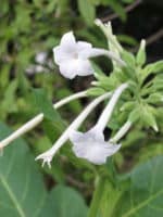 Nicotiana sylvestris - Inflorescence