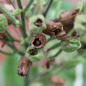 Nicotiana sylvestris - Infrutescence