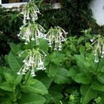 Nicotiana sylvestris - Vue générale