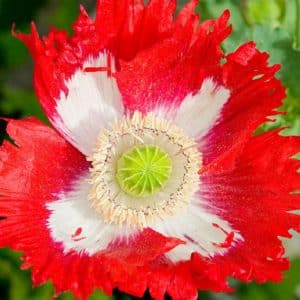 Papaver somniferum 'Danish Flag' - Vue de haut d'une fleur