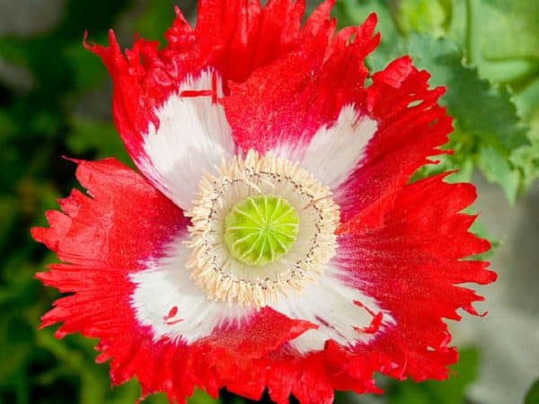Papaver somniferum 'Danish Flag' - Vue de haut d'une fleur