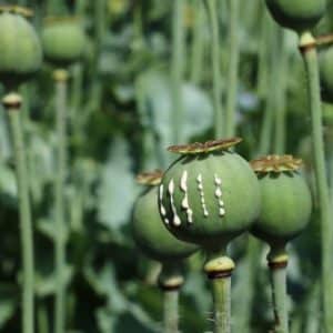 Papaver somniferum - Infrutescence