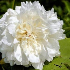 Papaver somniferum White Cloud' - Détails d'une fleur double