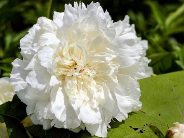 Papaver somniferum White Cloud' - Détails d'une fleur double