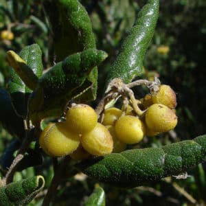 Peumus boldus - Fruits mûrs