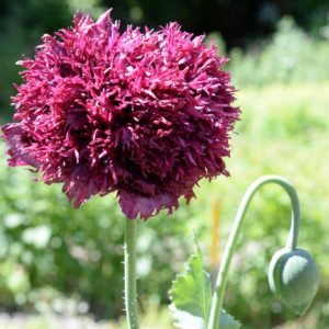 Pavot à opium à fleurs doubles mauve