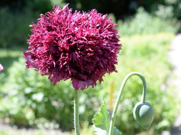 Pavot à opium à fleurs doubles mauve