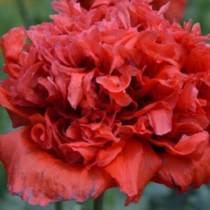 Pavot à opium à fleurs doubles rouges