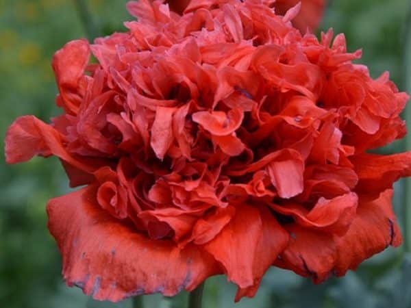 Pavot à opium à fleurs doubles rouges