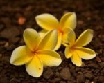 Plumeria jaune - Détails des fleurs