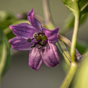 Poivron violet - Floraison