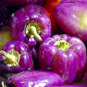 Poivron violet - Vue générale