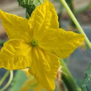 Solanum lycopersicum - Fleur de tomate - Graines de Tomate