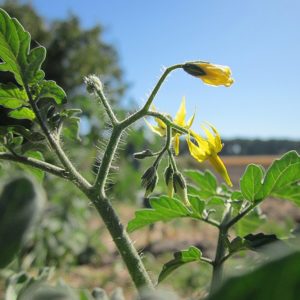 Solanum lycopersicum - Floraison