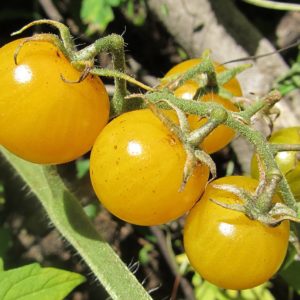 Tomate cerise jaune - En culture