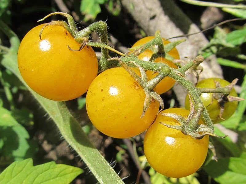 Tomate cerise jaune - En culture
