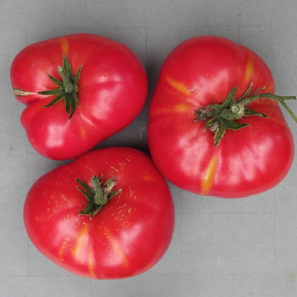 Tomate russe rouge - Fruits entiers