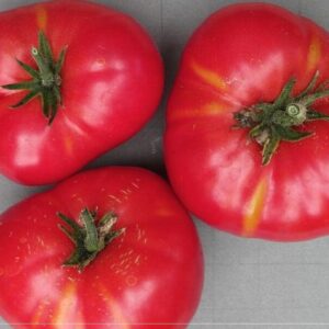 Graines de Tomate russe rouge, Graines de Solanum lycopersicum
