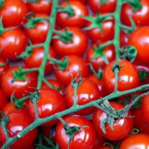 Tomates cerises Miel du Mexique mûres