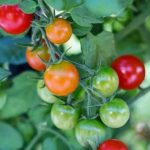 Tomates cerises Miel du Mexique mûrissantes
